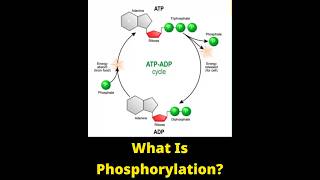 What Is Phosphorylation shorts biology  Quick Learn [upl. by Neened]