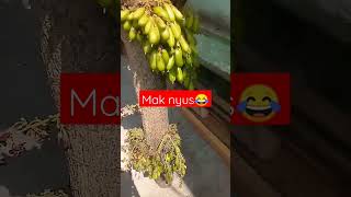 Belimbing Wuluh belimbingsayur belimbingwuluh shortvideo [upl. by Galven]