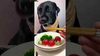 Subscribe Balanced diet dog eating shorts short youtubeshorts trending viralvideo [upl. by Tonya]