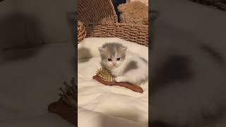 The baby kitten very cute 🥰kitten cat kitty foryou subscribe youtubeshorts shortvideo shorts [upl. by Enileuqaj]