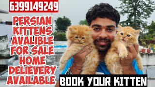 😸 PERSIAN CUTE CATS FOR SALE • TRIPLE COAT PERSIAN KITTENS PRICE IN INDIA😍 [upl. by Firehs]