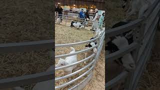 The boy is feeding the goats Bengtsons Pumpkin Farm illinoisdondondailylife plssubscribe [upl. by Alleyne]