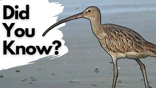 Things you need to know about CURLEWS [upl. by Buckingham]