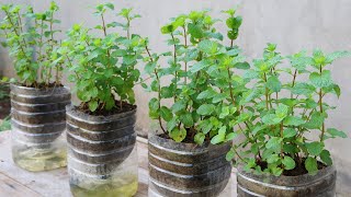 How to grow mint in plastic bottles with water at home [upl. by Eddie]