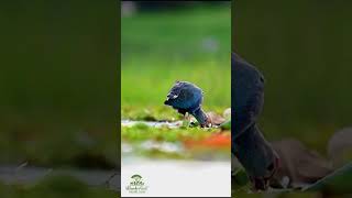 Western Swamphen Roaming Freely in the Wild 🐦🌿 [upl. by Alard]