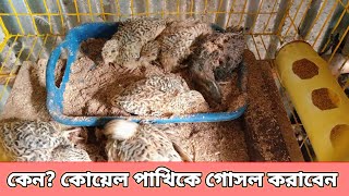 কোয়েল পাখিকে গোসল করানোর প্রাকৃতিক পদ্ধতি। Koyel pakhir gosol 🐦 [upl. by Ahusoj512]