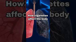 How cigarettes affect the body ytshortsvideo facts lungs cigarette healthy trend [upl. by Riess]