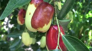 Whats Growing On with Jujube An Alternative Fruit Tough Enough for Texas [upl. by Portie]