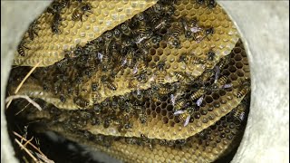 Inside the Beehive Bees behavior Pure fresh bee honey Bees sound [upl. by Suilenrac]