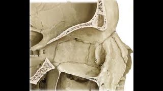 ETHMOID BONE ANATOMY [upl. by Enyaz798]