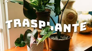 Trasplante de plantas de interior  Planta Me [upl. by Jojo]