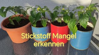 Stickstoff Mangelworan erkennenwie düngen Gelbe BlätterPflanze krank [upl. by Belshin838]