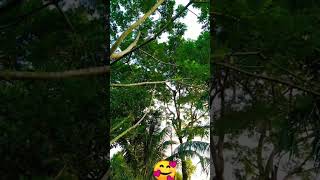 Vai bon mile jokhon amra pari nature please subscribe my channel 🤗 [upl. by Ailimat363]