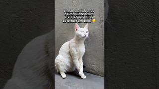 COMO ELA ERA ANTES DE PERDER O OLHO 👁️🐱 gatos gato gatosfofos gatosengraçados gatofofo gata [upl. by Macintyre]