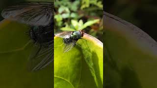 Common Green Bottle Fly animals nature [upl. by Atinad]