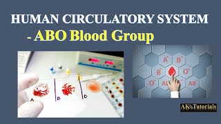 Lec 06 ABO Blood Group  Human CardioVascular System [upl. by Schott734]