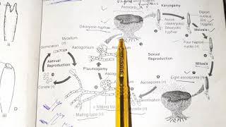 AscomycotaCHARACTERISTICS life cycleAscus lecture in URDUHINDI ch8 XI SINDH COLLEG [upl. by Vasili]