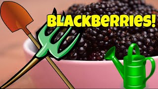 🌿GROWING BLACKBERRIES IN CONTAINERS 🌝 The Ultimate Guide 🌱Planting ⛏ [upl. by Iago]