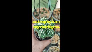 astrophytum myriostigma cactus 🌵💚 [upl. by Asel691]