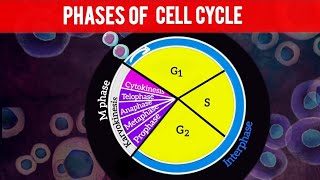 Cell cycle and cell division Phases of cell cycle Class 11 NEET ncert [upl. by Roee]