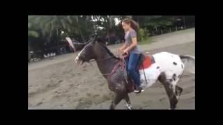 Dream Ride on the Beach  Costa Rica Horseback tours [upl. by Ayian]