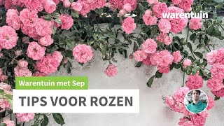 Tips voor rozen [upl. by Aulea]