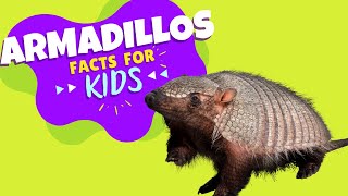 All About Armadillos  Armadillo Facts for Kids [upl. by Reifel]