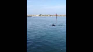 Seals at Morro Bay [upl. by Roz437]