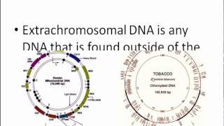 Extrachromosomal geneDNA [upl. by Vince]