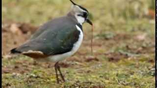 Nest building Lapwing style  Vanellus vanellus [upl. by Gibun]