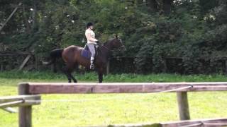 Traber buckelt beim zweiten Testritt der möglichen Reitbeteiligung [upl. by Nedearb]