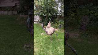 Crazy Emu dance zoomies animals birds fypシ emu funny foryou [upl. by Anestassia]