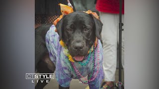 Woofstock and Woofwalk on the Branford Green [upl. by Paulson]