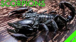 How To Keep the Asian Forest Scorpion Heterometrus Species Care [upl. by Einnahpets]