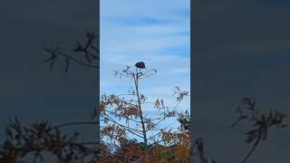 Wind Challenges Young Green Heron Balanced on Top of Cypress Tree by Lake at Solary Park Oviedo [upl. by Ko]