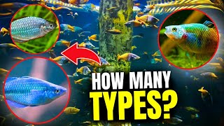 Types of Rainbow Fish Discover the Top 15 Varieties [upl. by Assetal]