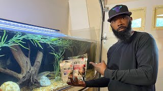 Cichlid Hut Fluval Bug Bites Review 240 Gallon Feeding Big Pike Cichlid’s Love This Food [upl. by Norene145]