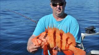 Biggest Tiger Rockfish Sebastes nigrocinctus World Record Fish Caught By Bill Hirst [upl. by Eulau]