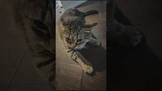 Angry Cat Hissing and Growling  cat cute pets animals funny scary shorts love [upl. by Ruckman718]