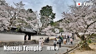 2024 Cherry blossoms at Nanzenji Temple Kyoto Japan  4K Walking [upl. by Aihtnis]