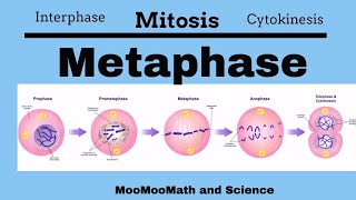 Metaphase Mitotic Stages [upl. by Anahcra]