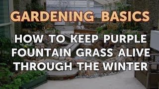 How to Keep Purple Fountain Grass Alive Through the Winter [upl. by Issy]