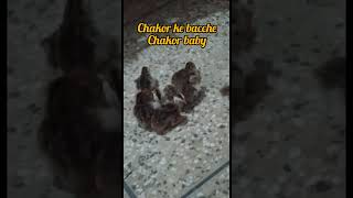 chakor baby chakor ki bachi ki awaaz in pakistan [upl. by Koran]