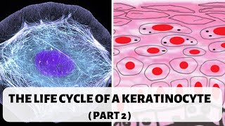 LIFE CYCLE OF A KERATINOCYTE PART 2 II STRATUM SPINOSUM GRANULOSUM AND CORNEUM [upl. by Richers]