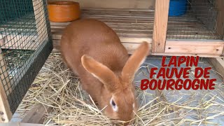 Lapin Fauve de Bourgogne au Sénégal [upl. by Nosrac]