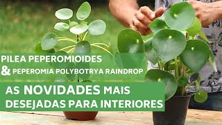 PILEA PEPEROMIOIDE E PEPEROMIA POLYBOTRYA RAINDROP  CONHEÇA AS NOVIDADES  MURILO SOARES [upl. by Cleodal375]