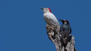 Very Rare Birds The Leucistic Acorn Woodpeckers [upl. by Kiri799]