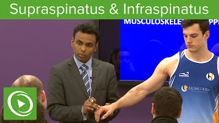 Supraspinatus amp Infraspinatus Muscles amp Nerves – MRCS  Lecturio [upl. by Getter183]