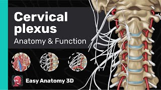 Cervical plexus Anatomy amp Function  Branches  Easy Anatomy [upl. by Perkin780]