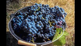 Beautiful Vineyards of Roussillon at Harvest  Domaine Rety [upl. by Hippel570]